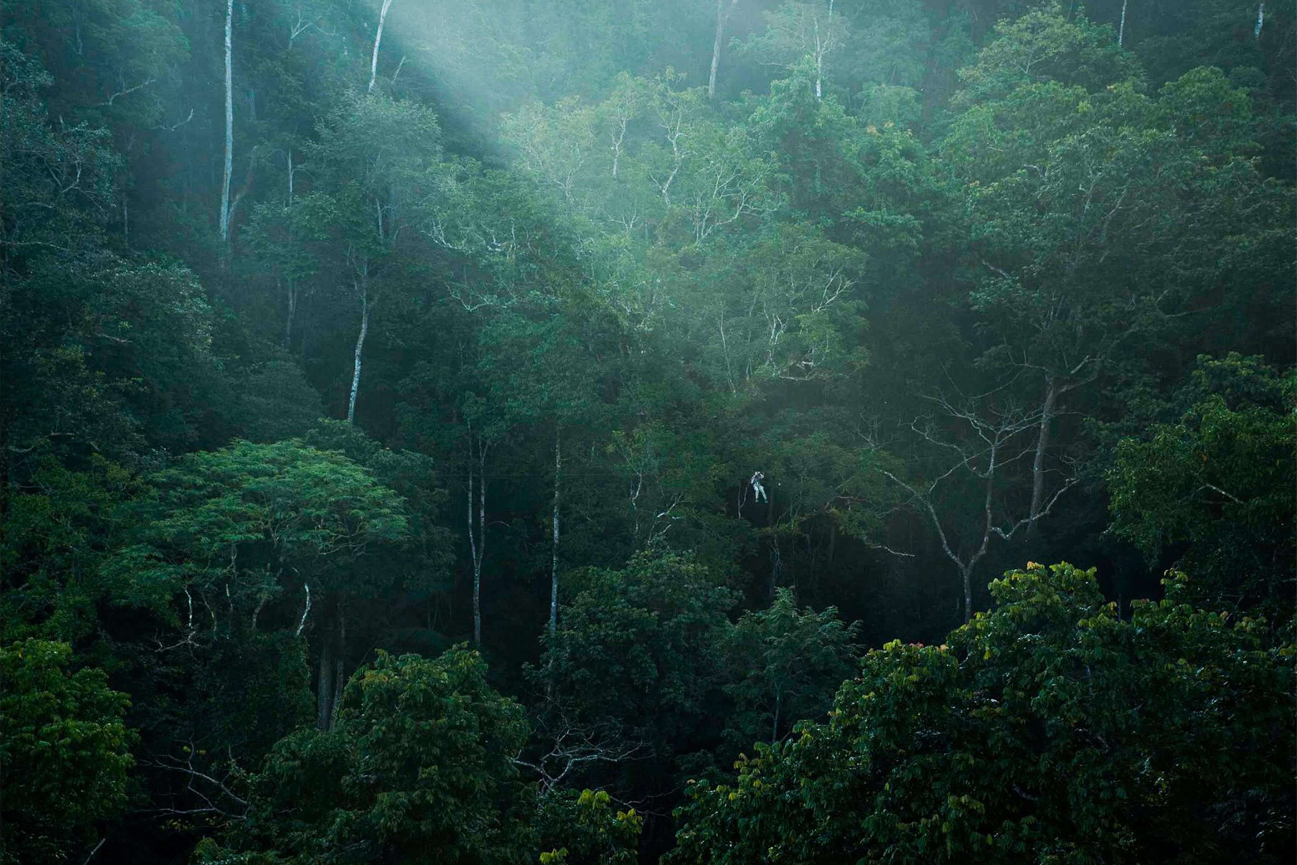 The Gibbon Experience