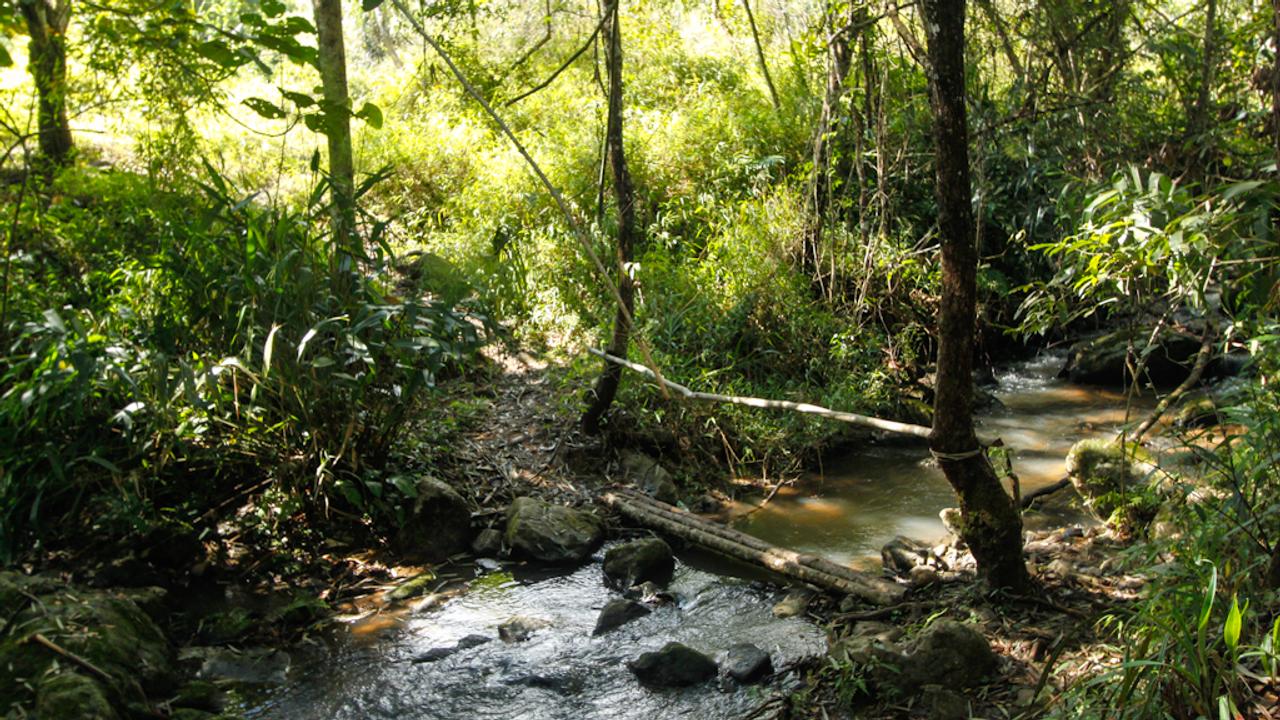 Rest in the jungle at the Nam Et Nests
