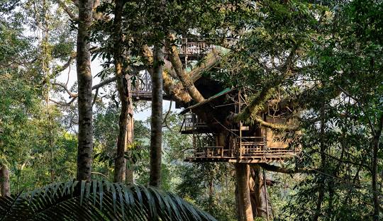 The Gibbon Experience