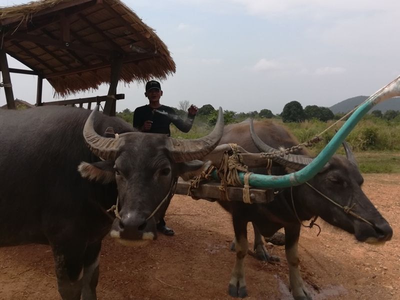 Rural Life
