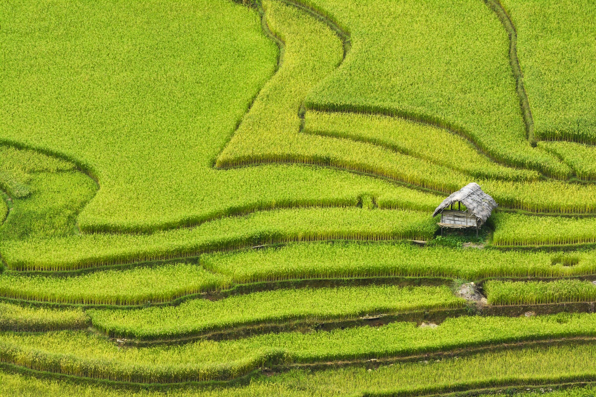 HA GIANG